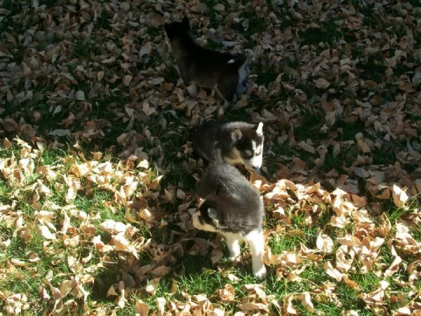 cuccioli di husky siberiano con gli occhi azzurri