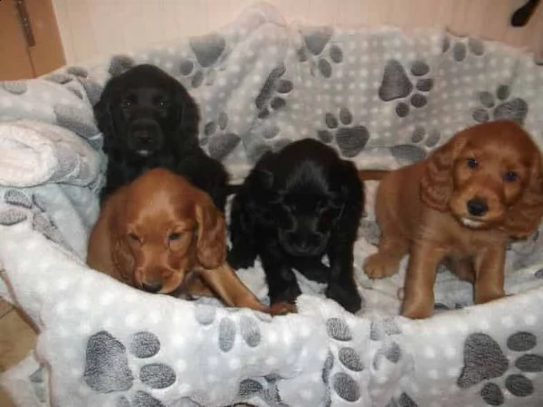 regalo bambini cocker spaniel cuccioli