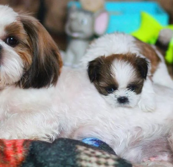 cuccioli di shitzu 2 femminucce 1 mashietto