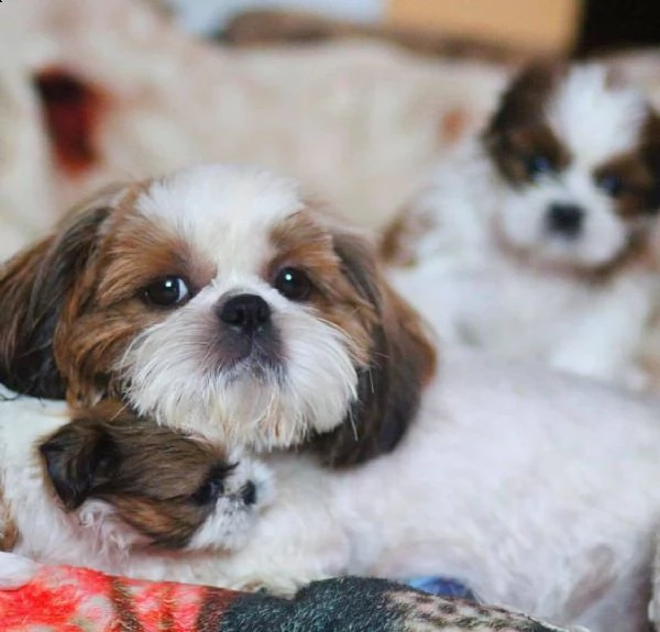 cuccioli di shitzu 2 femminucce 1 mashietto | Foto 1