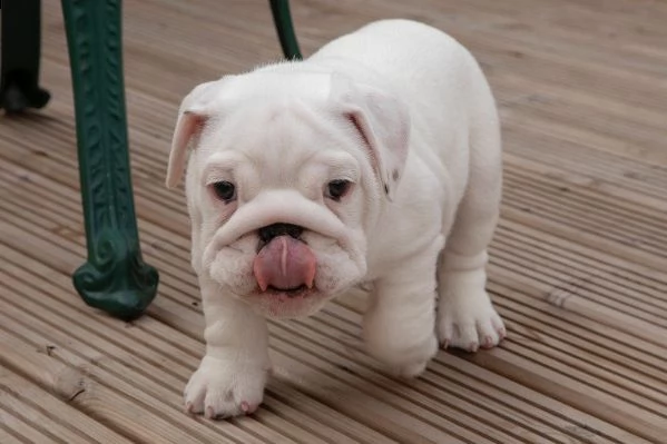 regalo cuccioli di bulldog inglese  bulldog inglese cuccioli, disponibili 1 maschio e 1 femmina, all | Foto 0