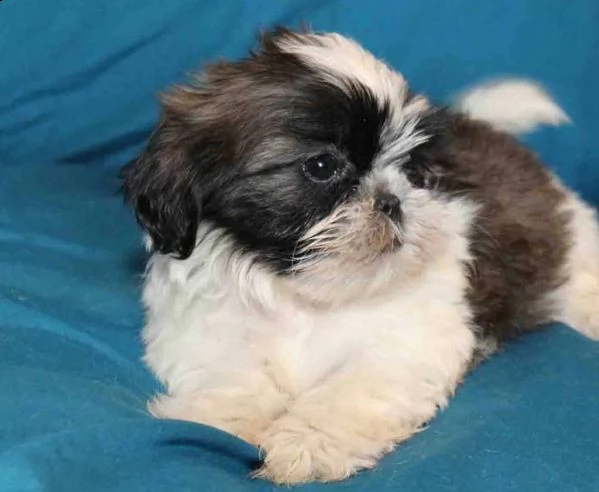 shihtzu cuccioli | Foto 0