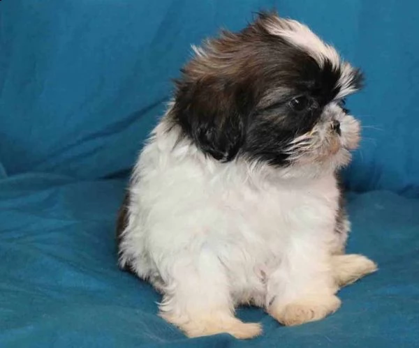 shihtzu cuccioli