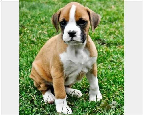 boxer cuccioli