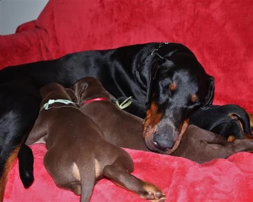 dobermann puppy 