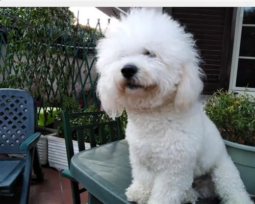 bichon frese 