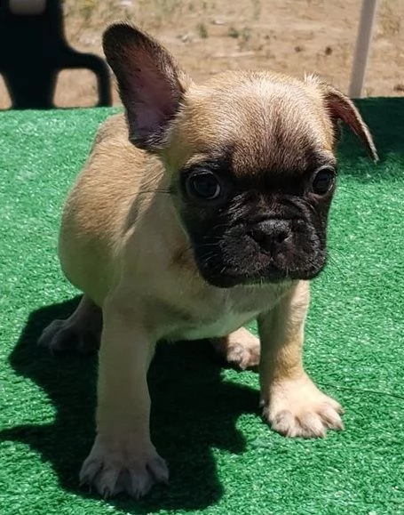 bulldog francese  | Foto 0