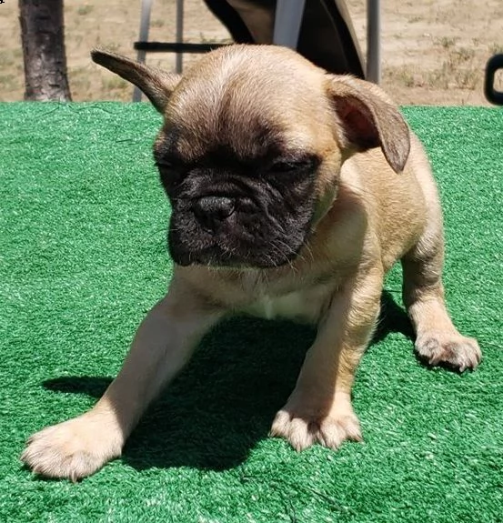 bulldog francese 