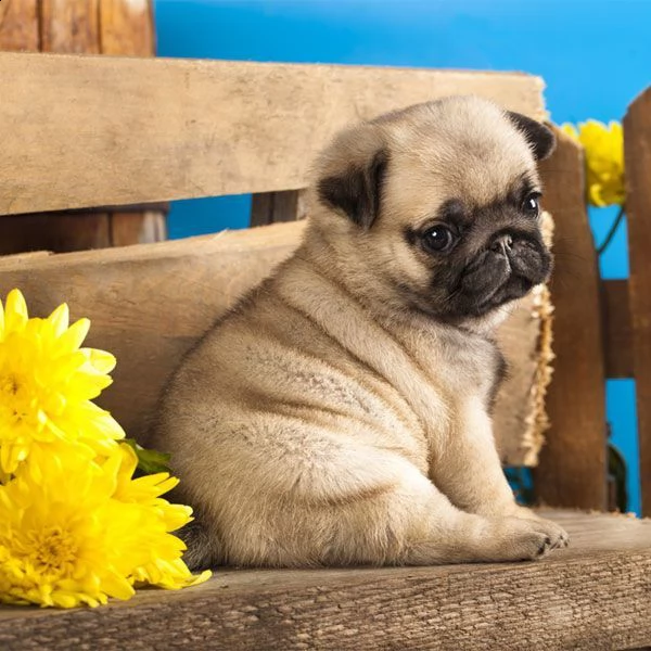 cuccioli di carlino