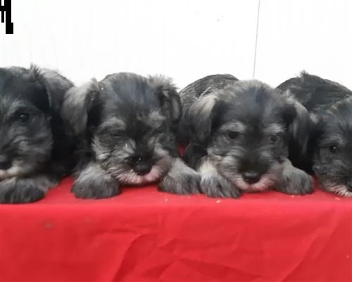 cuccioli schnauzer nani