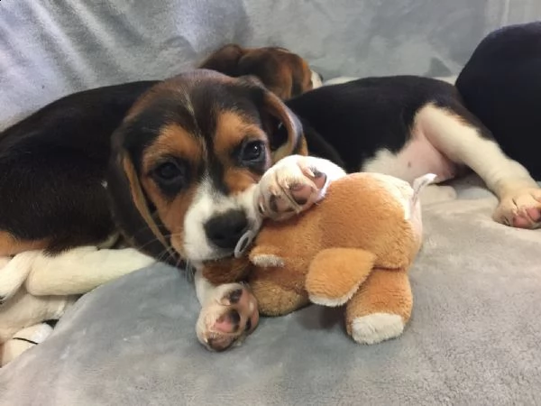 cuccioli di beagle