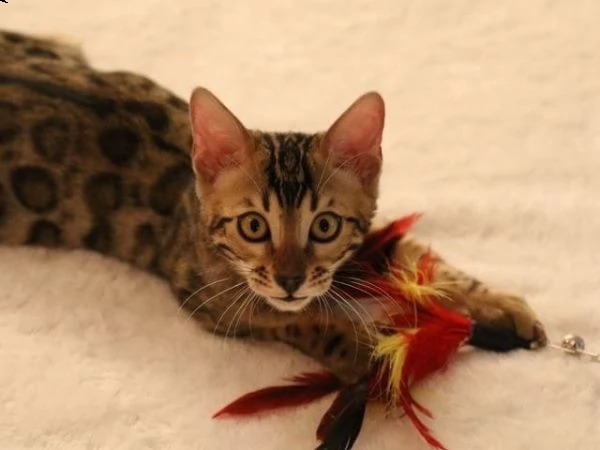 prestigiosa cucciolata di bengala