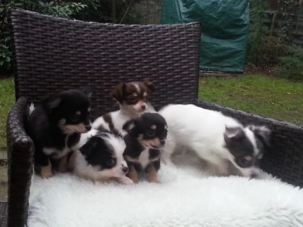 cuccioli di chihuahua