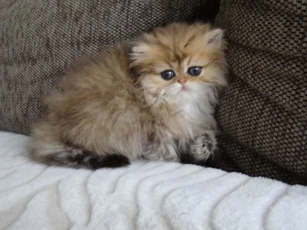  cucciolo gatto persiano