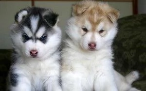 akc ha registrato i cuccioli di siberian husky
