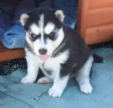 splendidi cuccioli di siberian husky