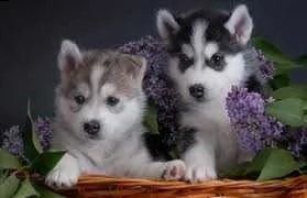 akc husky puppies