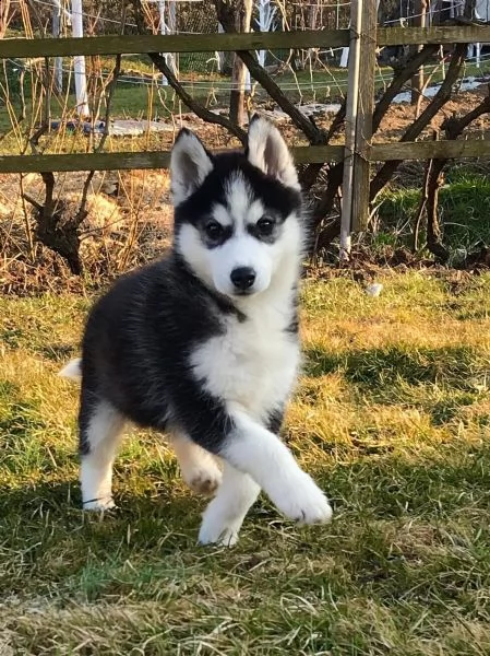 bellissimi cuccioli di siberian husky.