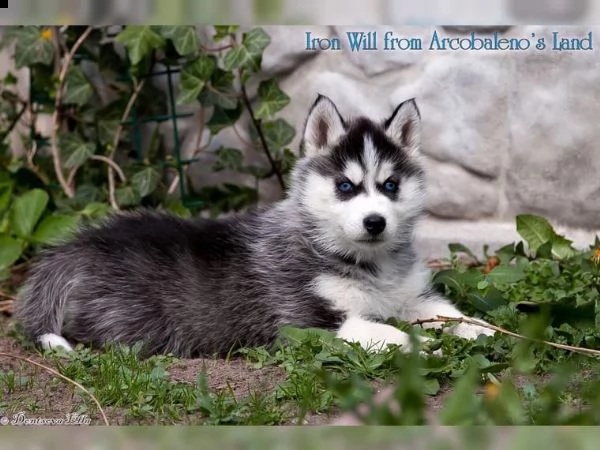 cucciolo di siberian husky, femmina