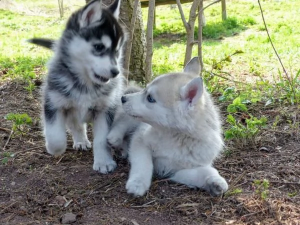 cuccioli di razza siberian husky registrati
