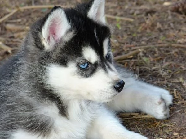 cuccioli di siberian husky disponibili