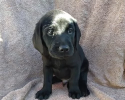cuccioli di labrador 