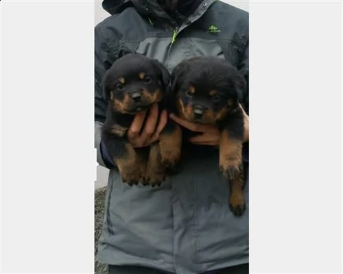 cuccioli di rottweiler selezionati alta genealogia | Foto 0