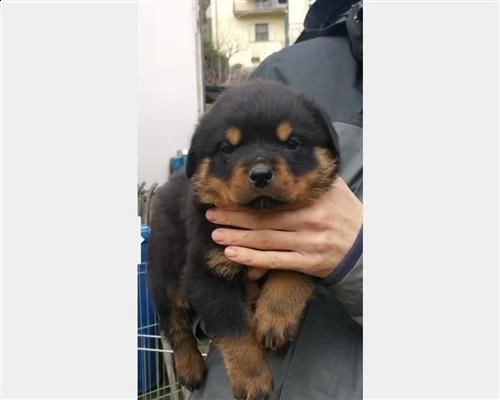 cuccioli di rottweiler selezionati alta genealogia