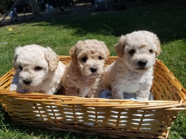 regalo abbiamo cuccioli di barboncino