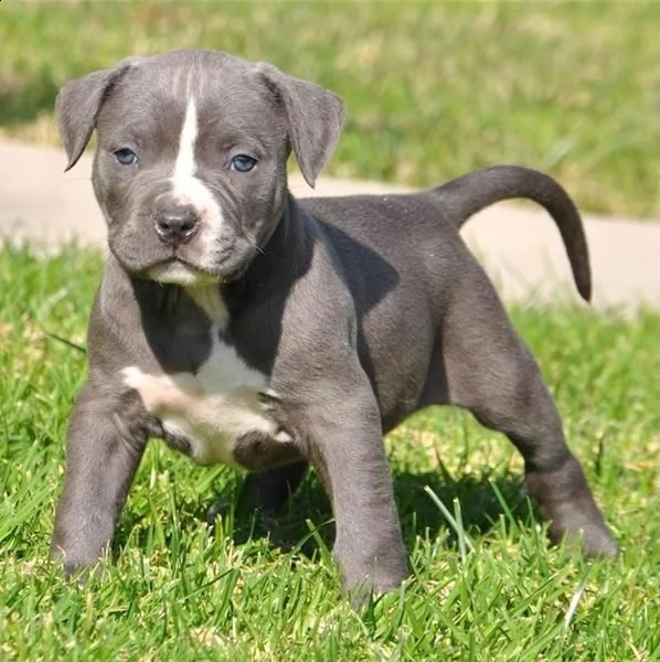 regalo cuccioli pitbull