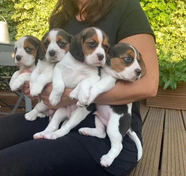  regalo cuccioli dolce e bella beagle