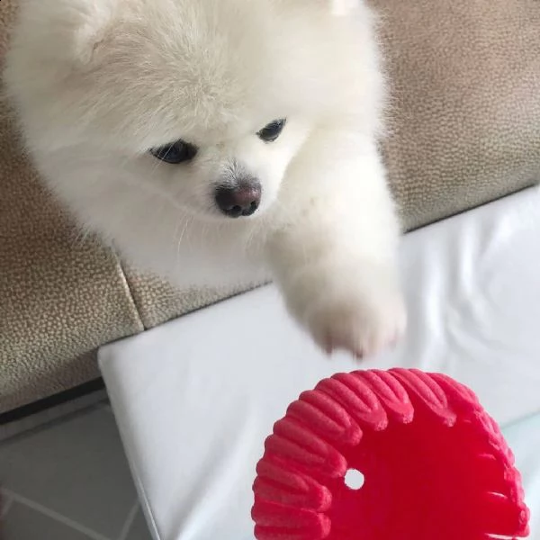 questo splendido cucciolo vuole una nuova famiglia che possa prendersi cura di lei