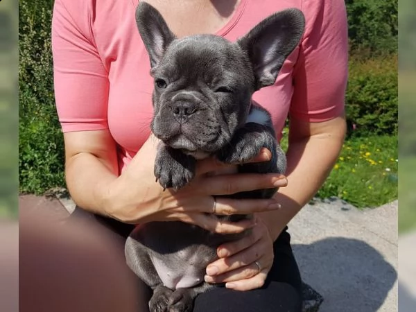 vendita cucciolo bouledogue francesi di alta genealogia