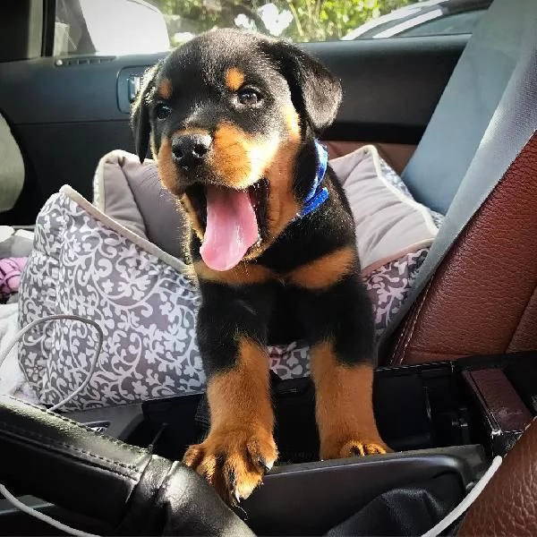 vendita cucciolo cuccioli rottweiler
