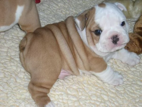 vendita cucciolo bouledogue englise di alta genealogia