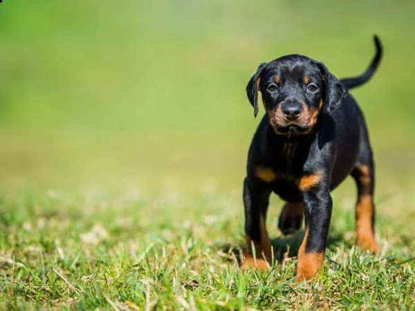 vendita cucciolo cucciolo di dobermann maschio nero focato con alta genealogia 