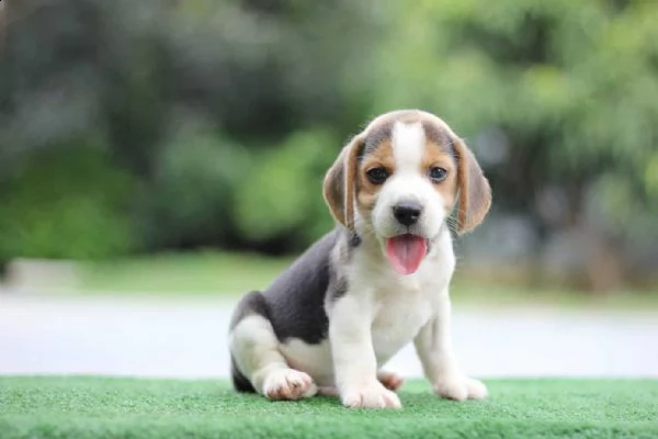 vendita beagle cuccioli splendidi con pedigree