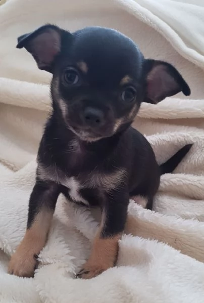 chihuahua puppies for sale