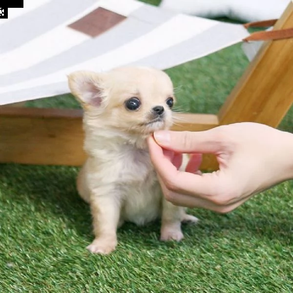 chihuahua puppies for sale | Foto 0
