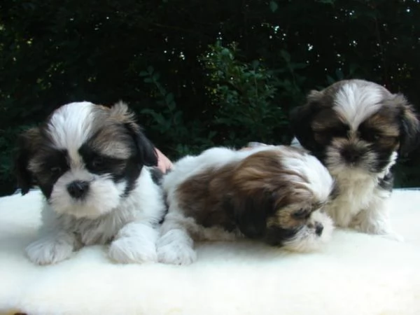  regalo cuccioli shih tzu