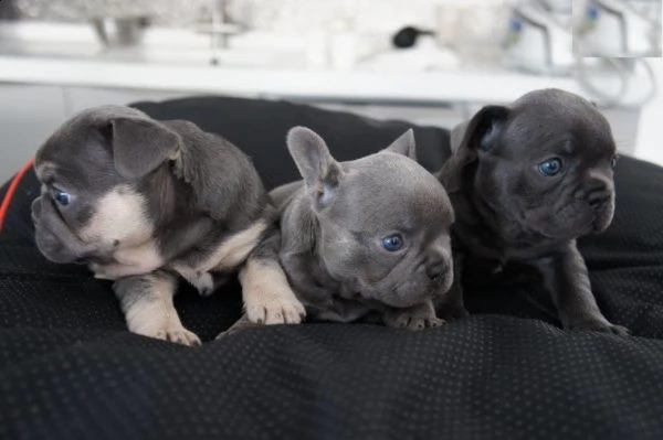 regalo cuccioli di cane a bulldog francese