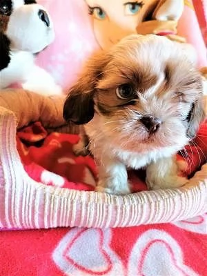 vendita cucciolo di shih tzu maschio e femmina