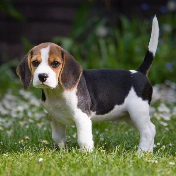  regalo beagle cuccioli  disponibili splendidi cuccioli di beagle di prestigiosa genealogia selezion
