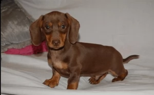  regalo adorabili cuccioli di  bassotto femminucce e maschietti disponibili per l'adozione gratuita 