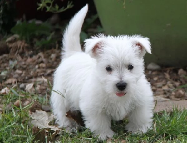 regalo adorabili cuccioli west highland terrier bianco femminucce e maschietti
