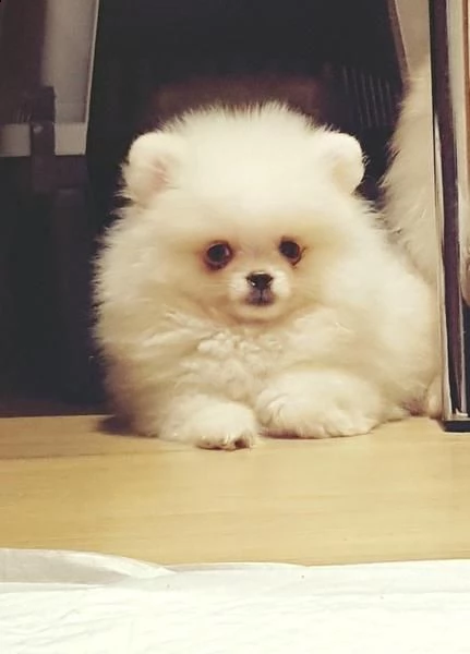 mini// mini toy pomerania cuccioli*