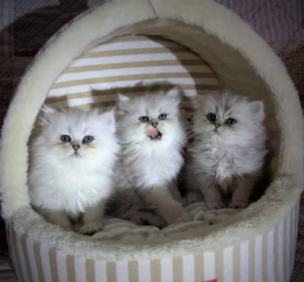 persiani cuccioli subito disponibili