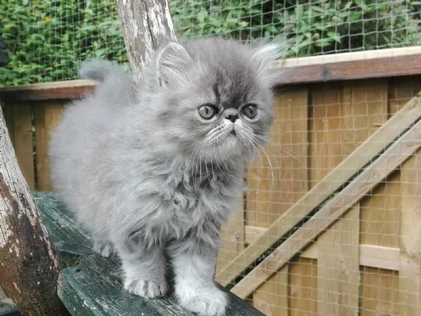 disponibili su prenotazione gattini persiani ipertipici due maschietti uno nero e altro bianco,genit