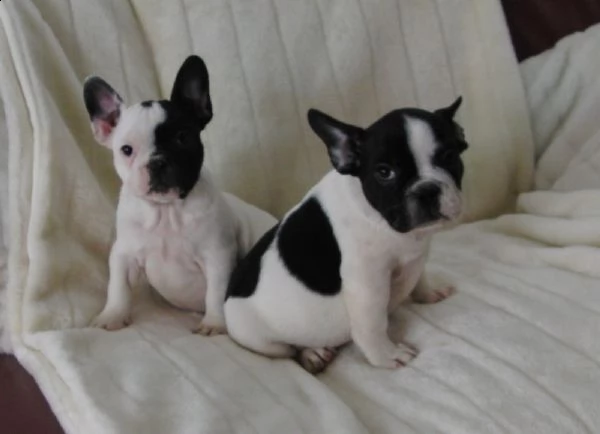 bulldog.francese maschio