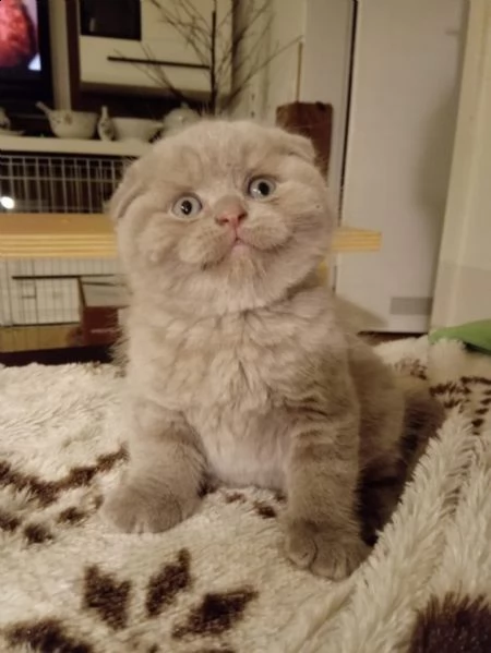 scottish fold maschietti e femminucce